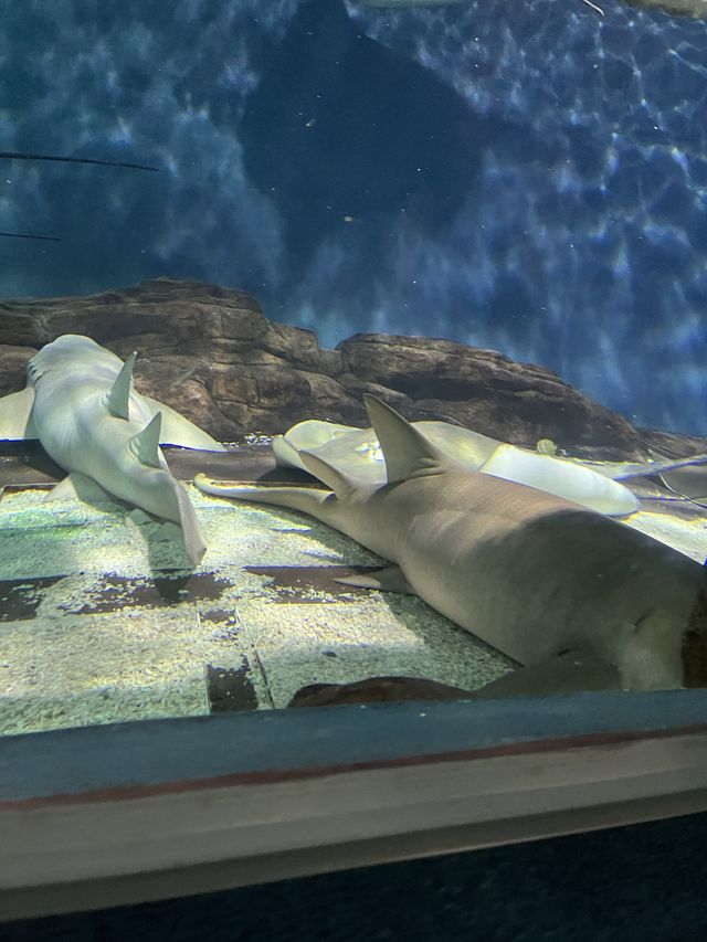 Day at the Shanghai Ocean Aquarium 🐠 