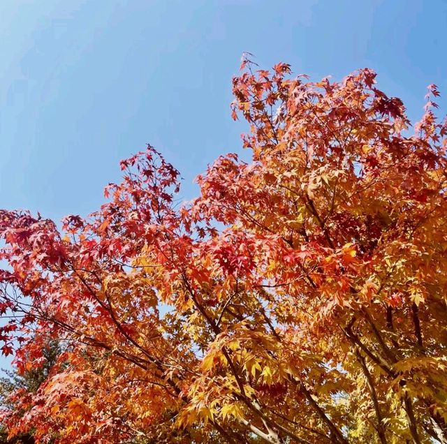 Autumn in South-Korea's Bukhansan