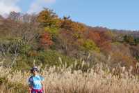 Japan free travel, hike up Mount Ibuki, autumn leaves and miscanthus are equally beautiful.