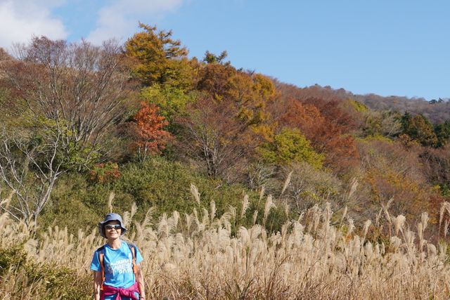 Japan free travel, hike up Mount Ibuki, autumn leaves and miscanthus are equally beautiful.