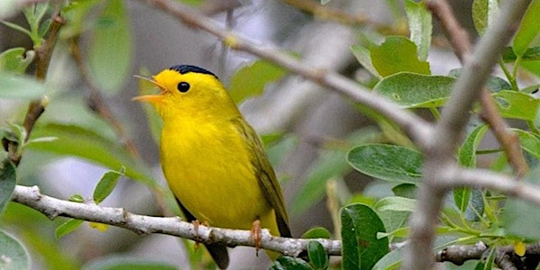 Spring Migration at Point Reyes | Bear Valley Picnic Area