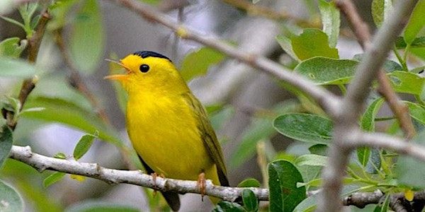 Spring Migration at Point Reyes | Bear Valley Picnic Area