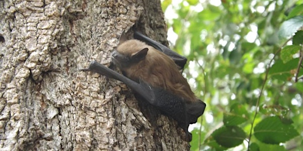 All About Bats | Paul Palleschi Recreation Centre