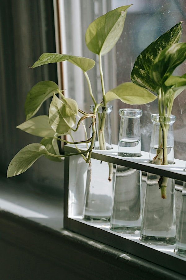 Plant Propagation Workshop | W.S. Jenks & Son