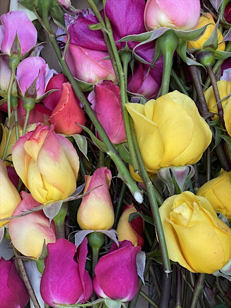 U-Cut Roses | 4461 Porter Gulch Rd