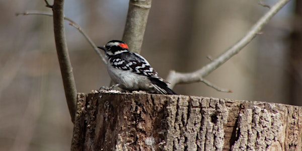 Nature at McMaster Bird Bioblitz | McMaster Forest