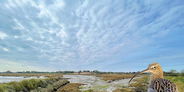 An introduction to Wading Birds at Martlesham Wilds (E2P2816) | Martlesham Wilds