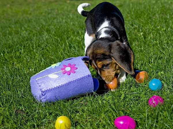 Doggo Easter Egg Hunt-3rd Year featuring a new AfterPawty | Z & OO Railroad Train Depot Ellen Trout Zoo