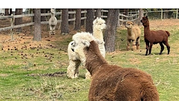 Alpacas & Asanas: Outdoor Yoga, Meditation, Alpaca Connection & Local Cider | Soma Craft Cidery