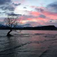 Tree midst of the Lake