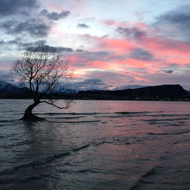 Tree midst of the Lake