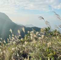 東洋山睇芒草