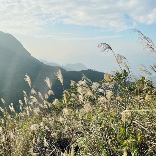 東洋山睇芒草