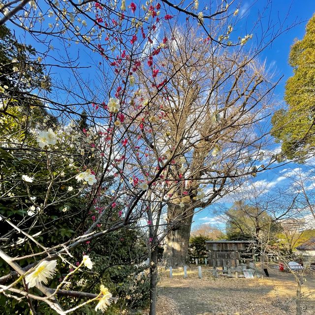 芝東照宮の梅