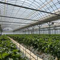 딸기체험 늘품농원