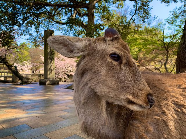 奈良　SAKURA 桜めぐり❗️東大寺南大門あたりで桜散策❗️