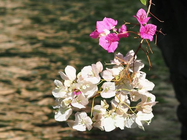 城市內小型森林 ~ 香港公園