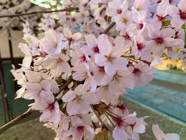京都　京都散策旅！ねねの道から清水寺まで散策してみた！