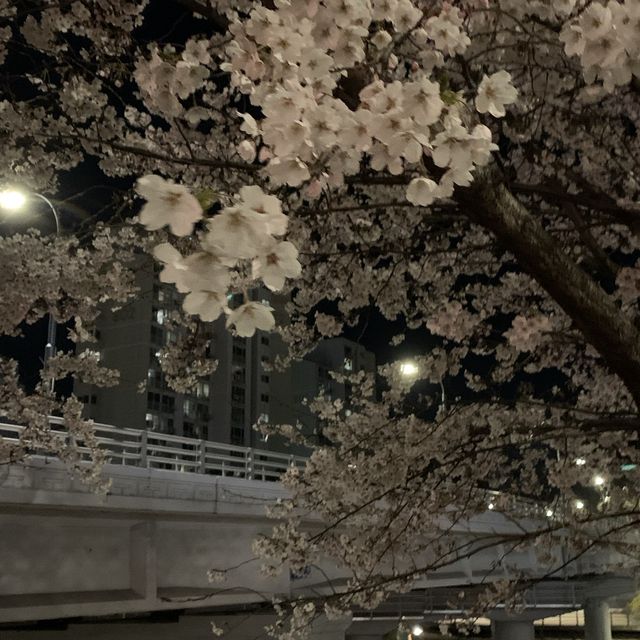 벚꽃 야경명소 죽전 성복천