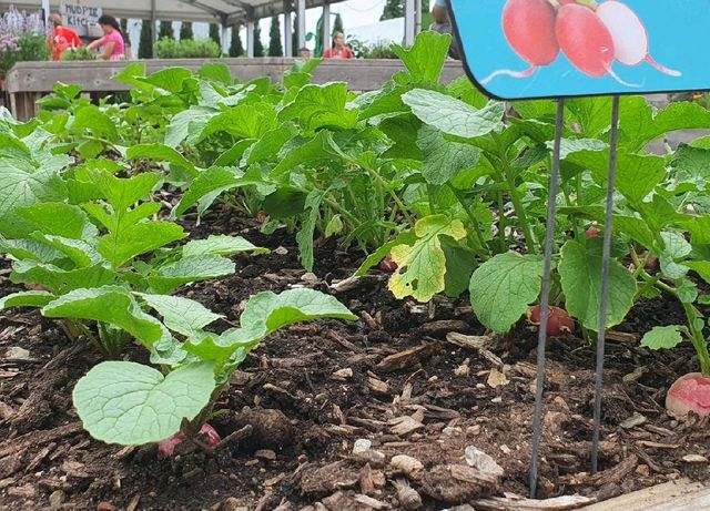 St. Louis Science Center (Outdoor Garden)