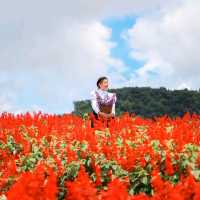 สวนดอกไม้ที่วิวสวยที่สุด | ม่อนแจ่ม ~ เชียงใหม่