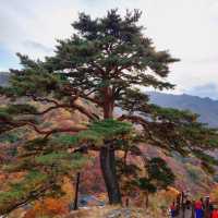 Old pine village guardian tree, Waun Village