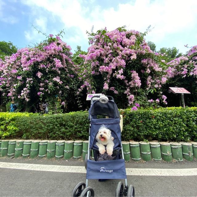 泰山區蒜香花爆炸開把握花期賞花