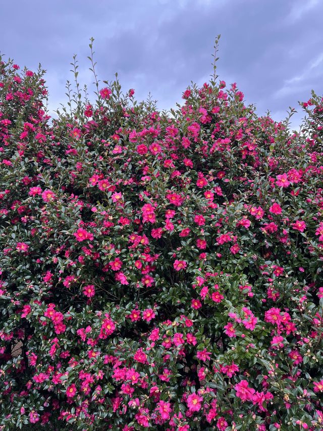 곧 🌺동백🌺 시즌이니 서귀포 카멜리아힐로 달려가세요✨