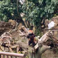 ひらかたパークの可愛い動物たち