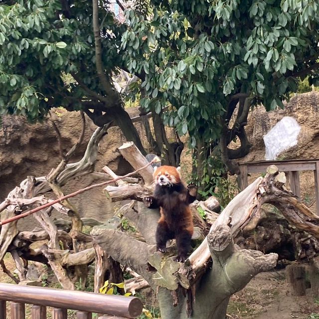 ひらかたパークの可愛い動物たち