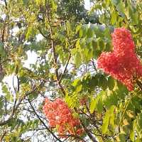ดอกไม้สีชมพูที่ใกล้สูญพันธุ์ พบแห่งเดียวในโลก 