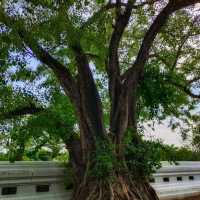 วัดธรรมาราม​ จังหวัดพระนครศรีอยุธยา