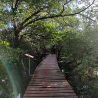 สะพานแดง ชมป่าชายเลน