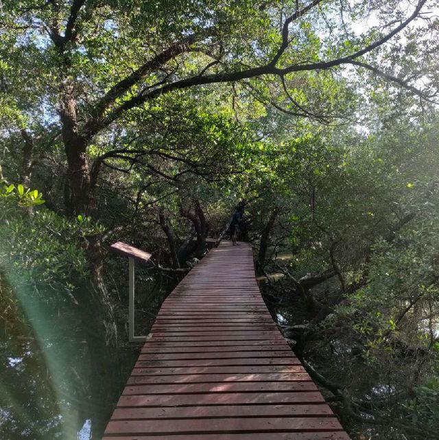 สะพานแดง ชมป่าชายเลน
