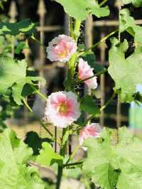 🌻🌼夢幻花園🌺🌸台北玫瑰園🌹🌷Taipei Rose Garden