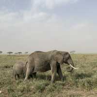 wildss at Ngorongoro 