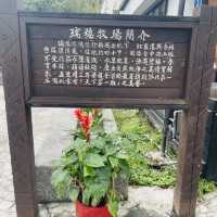 瑞穗牧場看牛牛