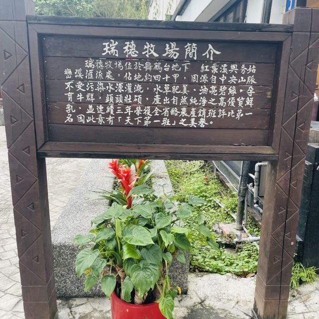 瑞穗牧場看牛牛