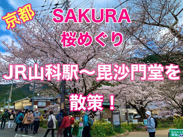 京都　SAKURA 桜めぐり❗️JR山科駅〜毘沙門堂まで散策してみた！