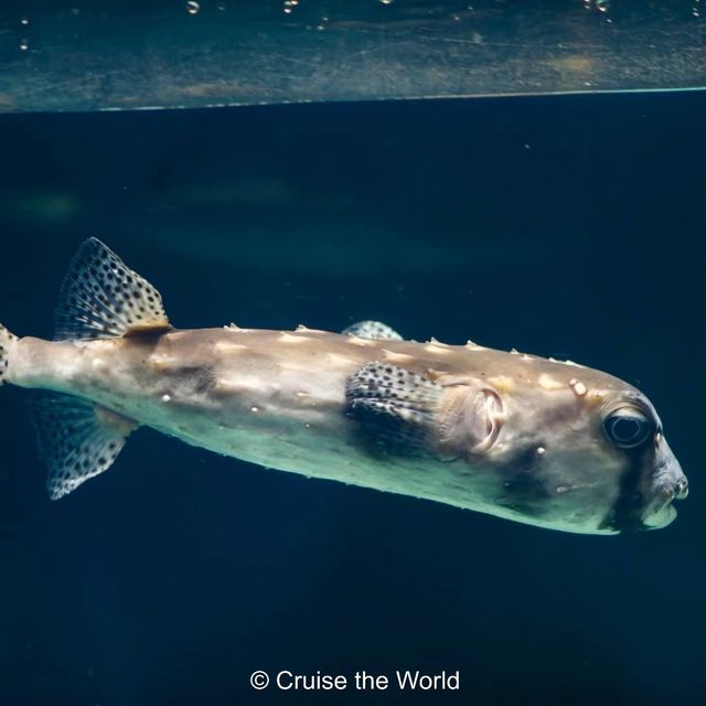 One of the Best Aquarium in Asia - Osaka