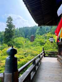 「長谷寺」の「紫陽花回廊」in 奈良