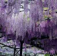 樹齢600年の大藤