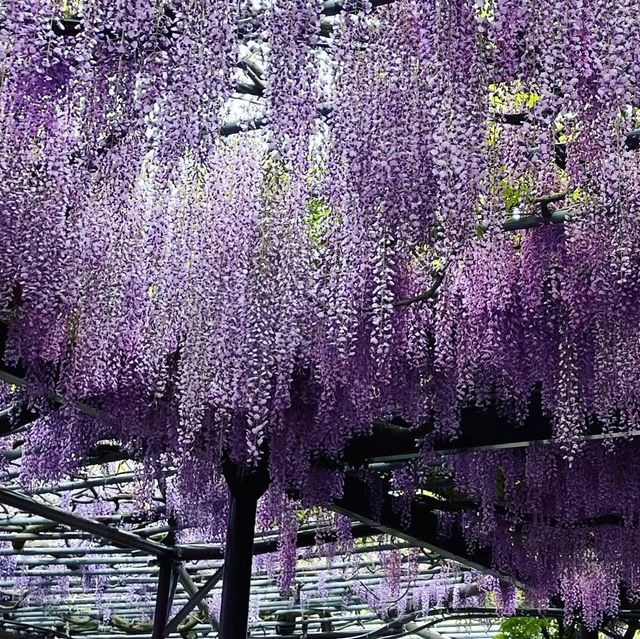 樹齢600年の大藤