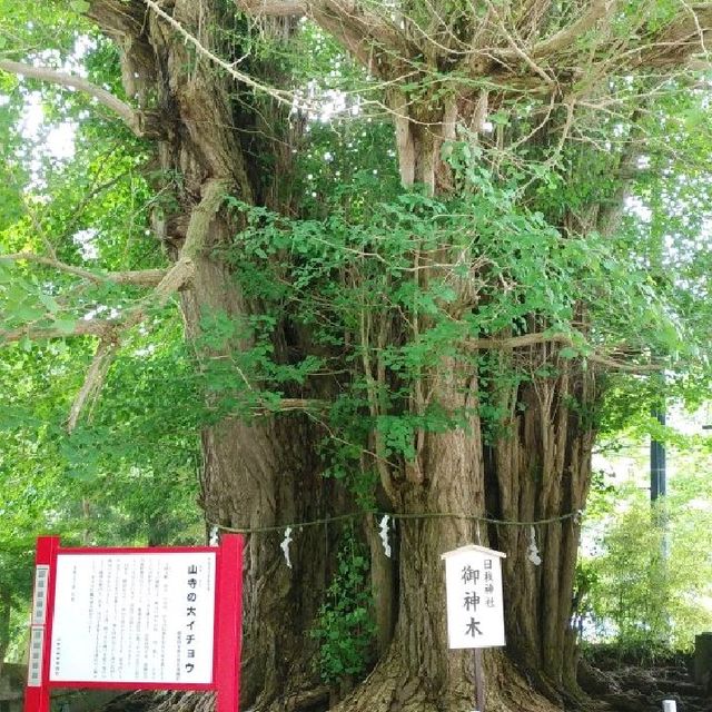 これが山形県の閑さや岩にしみ入る！立石寺