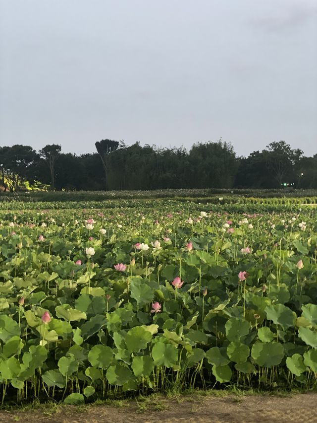 야경과 함께 연꽃 구경, 경주 동궁과 월지🪷 야경과 함께 연꽃 구경, 경주 동궁과 월지🪷