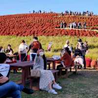 #Kochia in Autumn