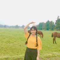 [제주도] 말들이 자유롭게 방목된 성이시돌 목장🐎