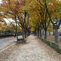 Superb fall park with magnificent road