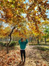 4년만에 다시 개방된 산림환경연구원🌳!!!경주 외나무다리 포토존