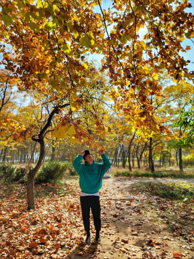 4년만에 다시 개방된 산림환경연구원🌳!!!경주 외나무다리 포토존